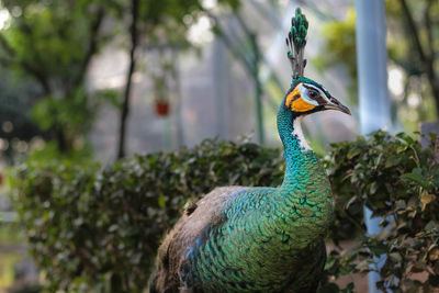 Close-up of peacock