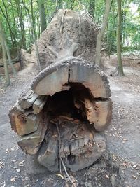 Damaged tree trunk on field in forest