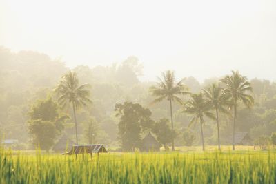 Scenic view of landscape and trees against clear sky in foggy weather