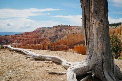 View of tree trunk