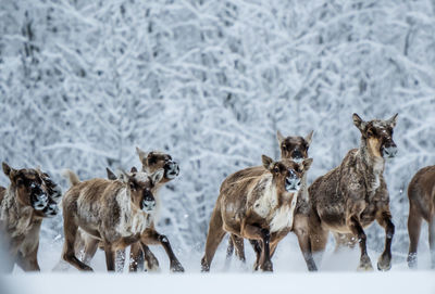 High angle view of deer on snow