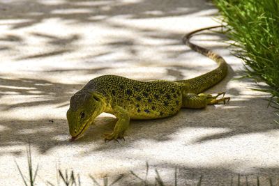 High angle view of lizard on land