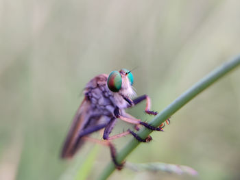 Close-up of a bird perching on plant