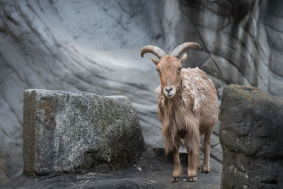 Goat standing on rock