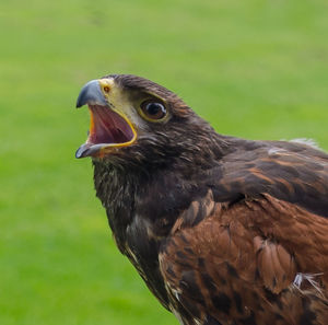 Close-up of eagle with mouth open