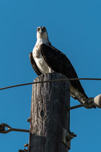 Low angle view of owl perching against clear sky