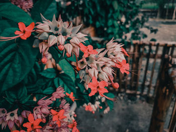 Close-up of pink flowering plant