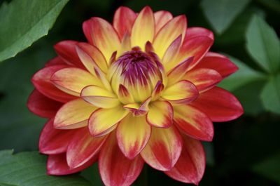 Close-up of red flower