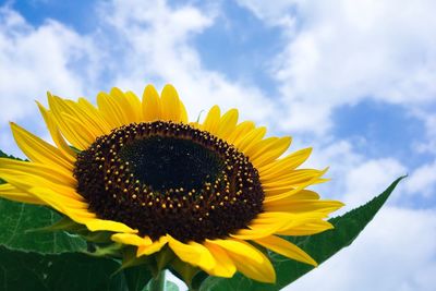 Close-up of fresh sunflower blooming against sky