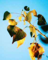 Low angle view of yellow flowers against clear blue sky