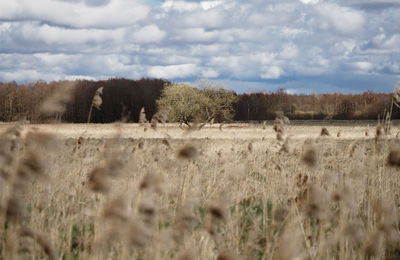 Panoramic view of a field against sky