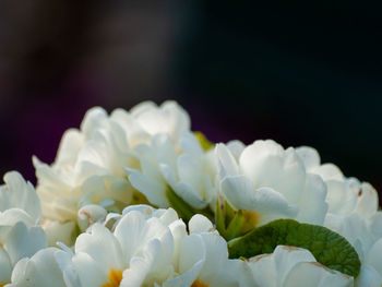 Close-up of white hydrangeas