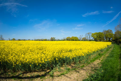 Scenic view of oilseed rape field against sky
