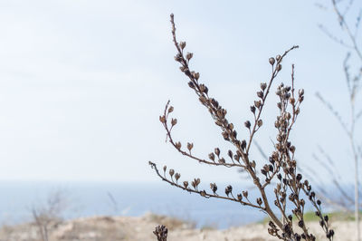 Close-up of plants against clear sky