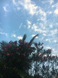 Low angle view of flower trees against sky