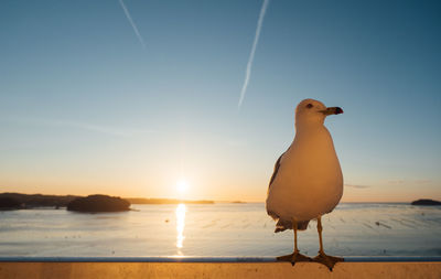 Seagull perching on a land