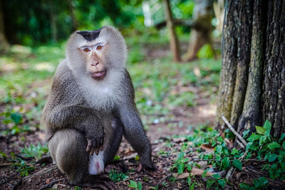 Monkey sitting on tree trunk