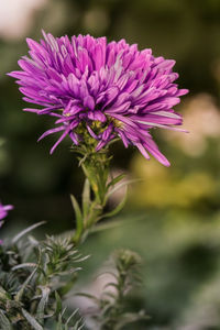 Close-up of purple flower blooming outdoors