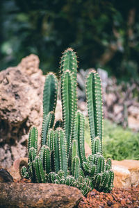 Close-up of succulent plant