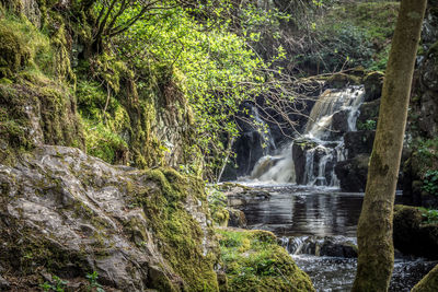 Scenic view of waterfall in forest