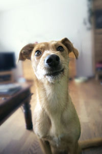 Close-up portrait of dog at home
