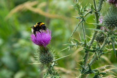Close-up of bee pollinating on thistle