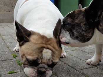 French bulldog outside