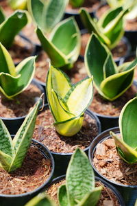 High angle view of potted plant