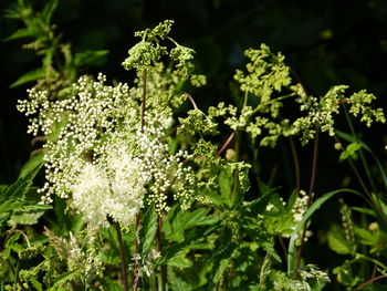 Close-up of white flowering plants