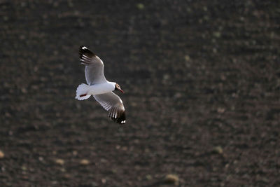 Seagull flying
