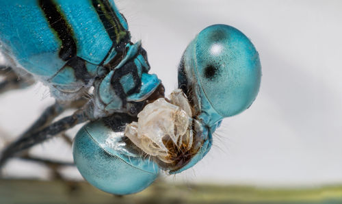 Close-up of damselfly on surface