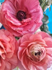 Close-up of pink flower blooming outdoors