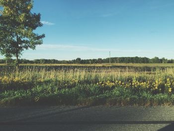 Scenic view of field against clear sky