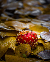  close up of a mushroom in the forest