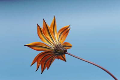 Low angle view of orange flower against clear sky