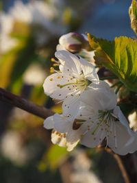 Close-up of white cherry blossoms