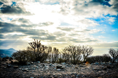 Bare trees on field against sky during winter