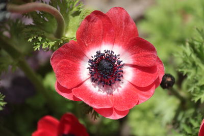 Close-up of red flower