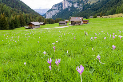 Scenic view of grassy field