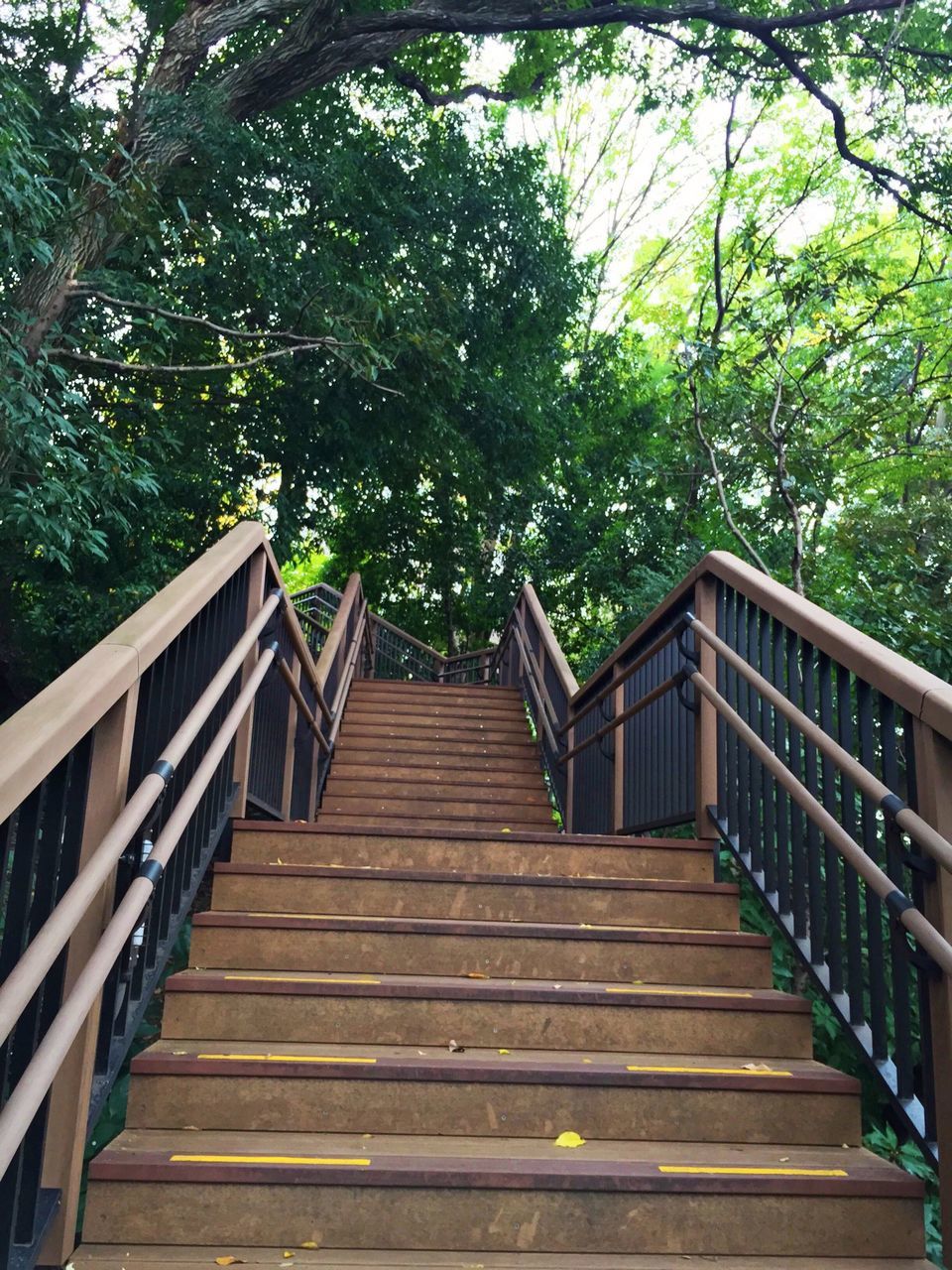 tree, railing, wood - material, steps, footbridge, built structure, growth, forest, steps and staircases, architecture, staircase, the way forward, branch, wooden, day, tranquility, nature, outdoors, wood, boardwalk