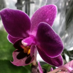 Close-up of purple flower blooming outdoors