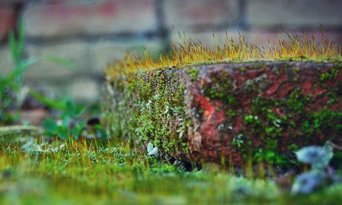 Close-up of plant growing on field