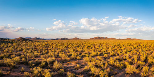 Aerial panorama of saguaro forest in warm afternoon sunlight.