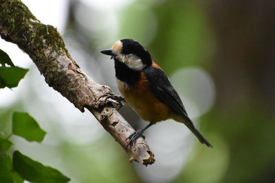 Close-up of bird perching on branch