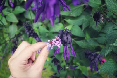 Close-up of hand holding purple flowers