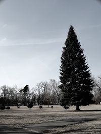 Trees on field against sky