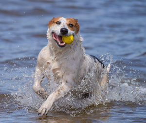 Dog running in a water