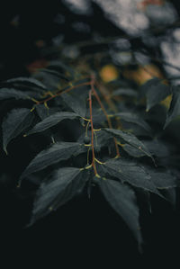 Close-up of leaves in water