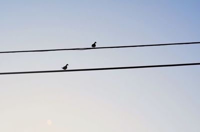 Low angle view of birds perching on power line against clear sky