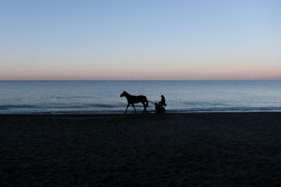 Horse and the sea